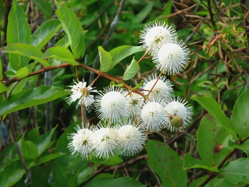 Flowering Shrubs That Bloom All Summer