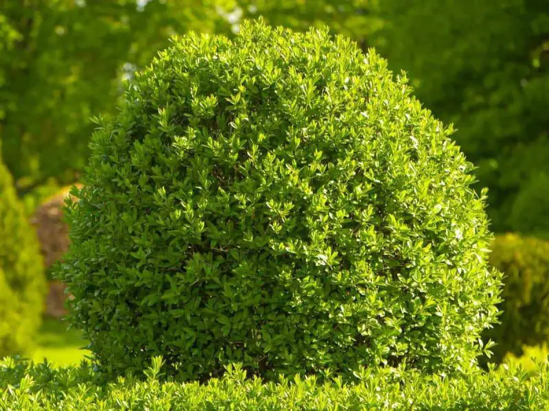 Small Evergreen Shrubs