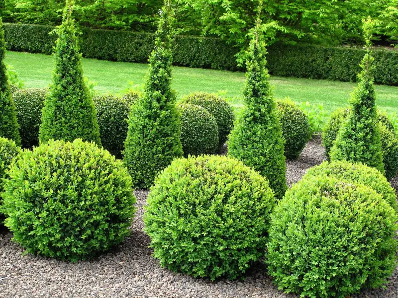 Small Evergreen Shrubs