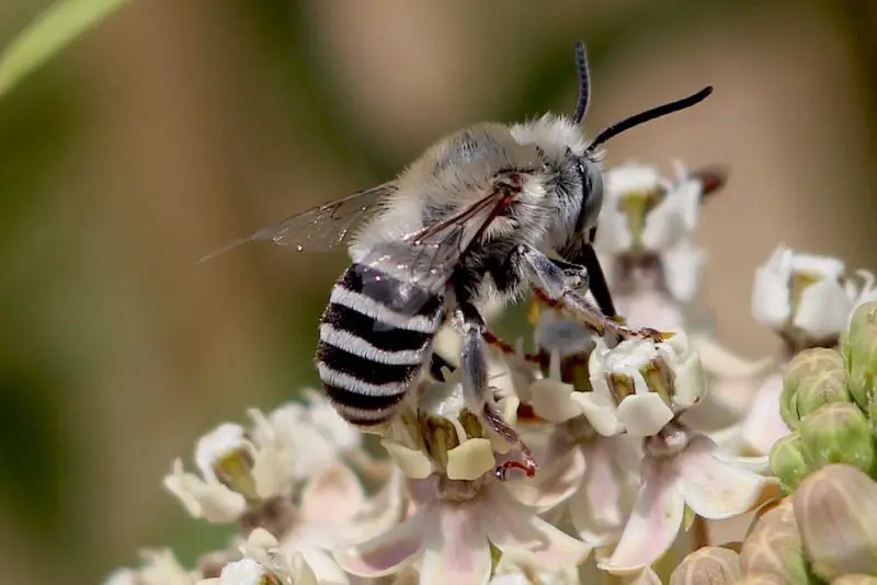 Types of Bees in Arizona