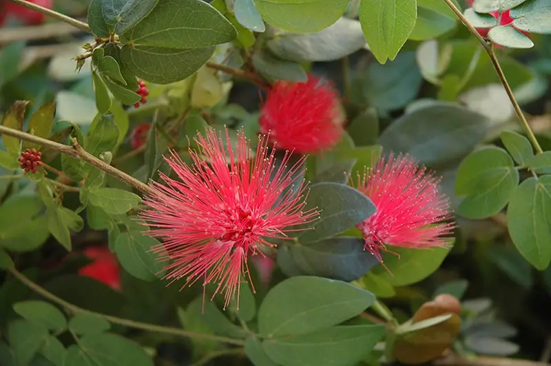 Shrubs with Red Flowers