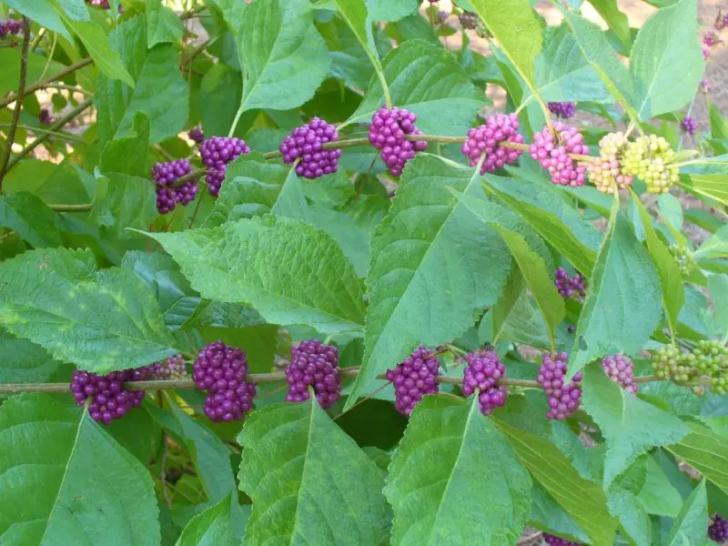 Flowering Shrubs That Bloom All Summer