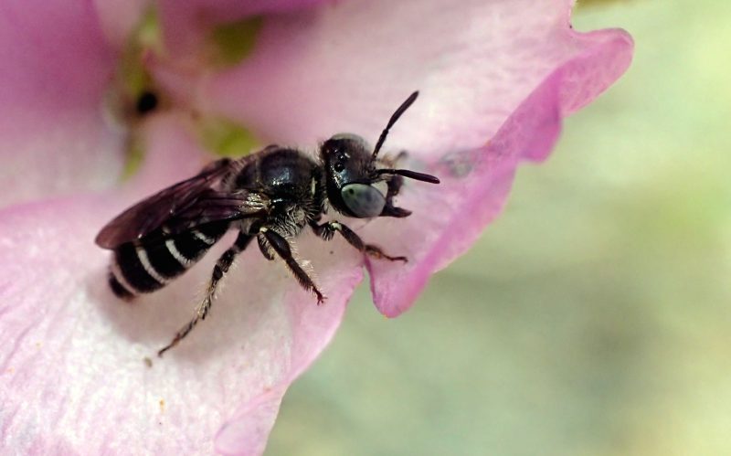 Types of Bees in Arizona