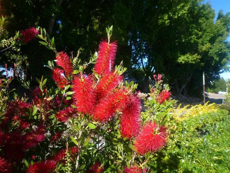 Small Evergreen Shrubs