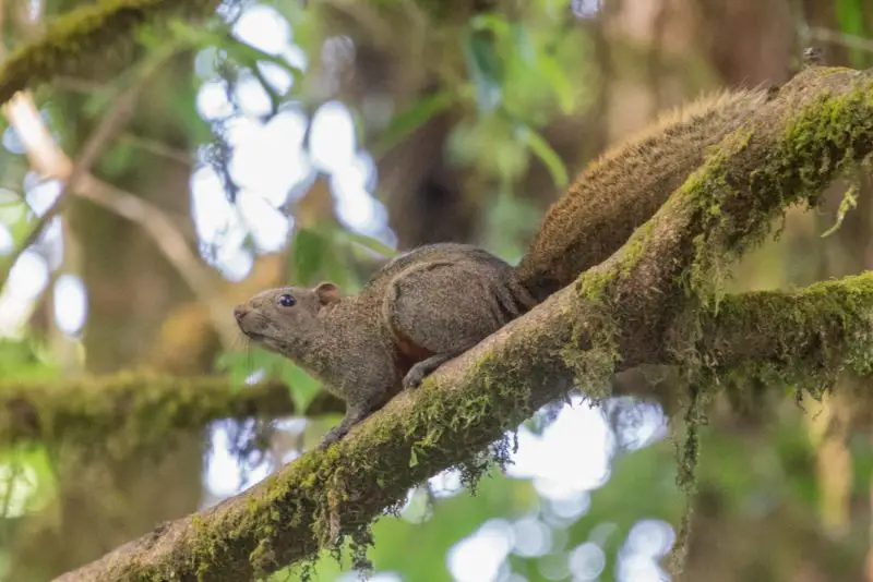 Types of Squirrel
