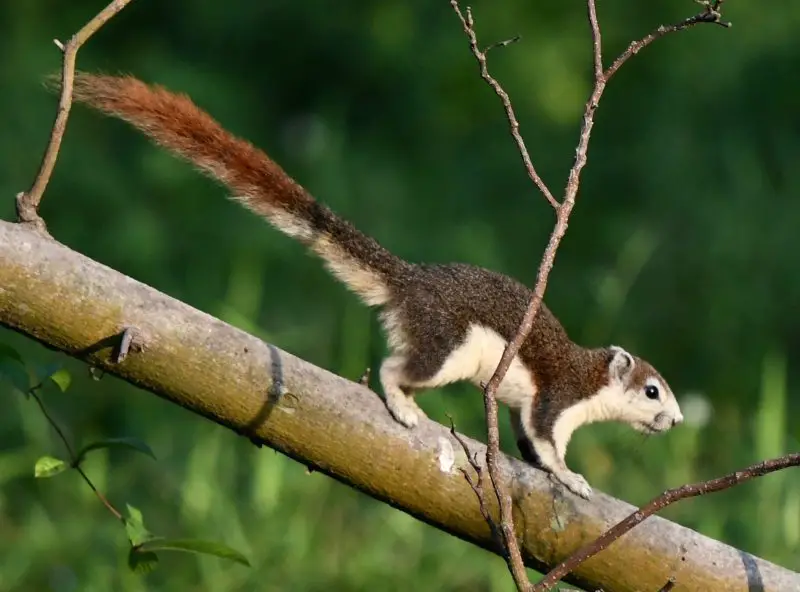 Types of Squirrel