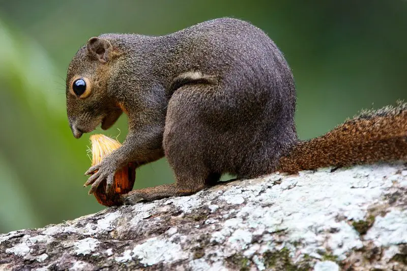 Types of Squirrel
