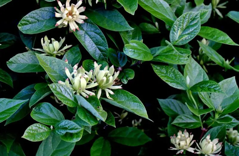 Shrubs with White Flowers