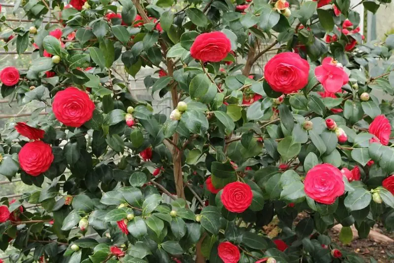 Types of Evergreen Trees