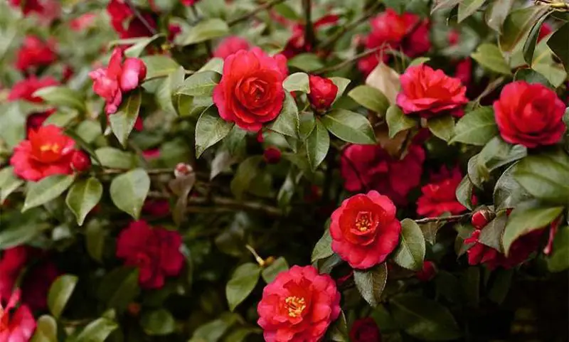 Shrubs with Red Flowers