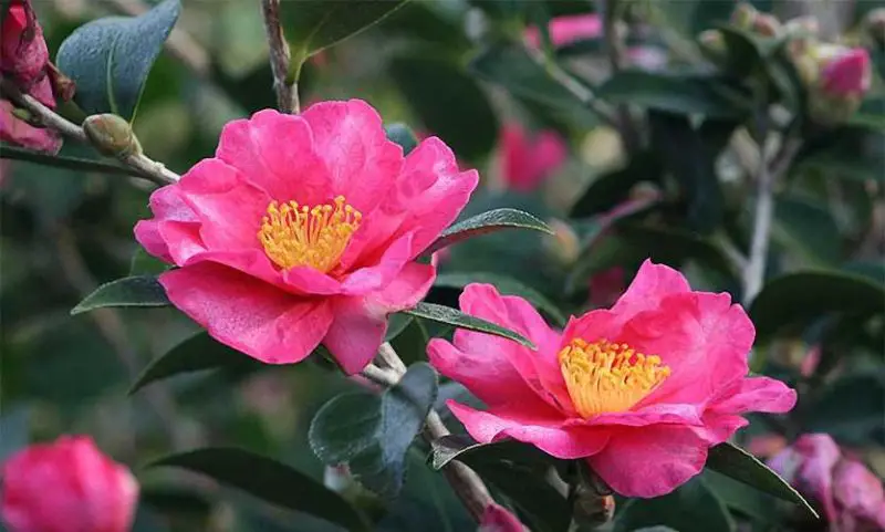 Small Evergreen Shrubs
