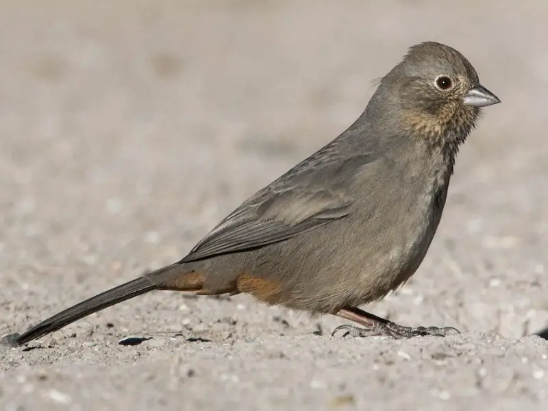Types of Sparrows