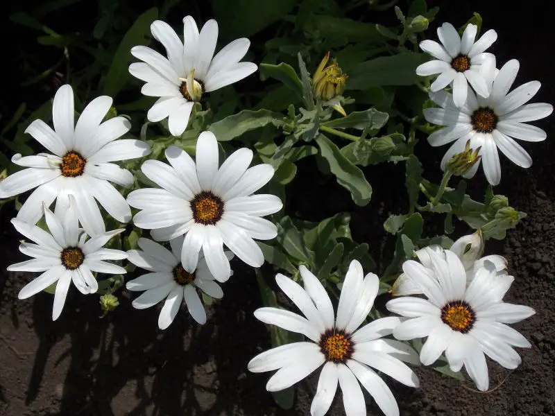 Types of Daisy Plants