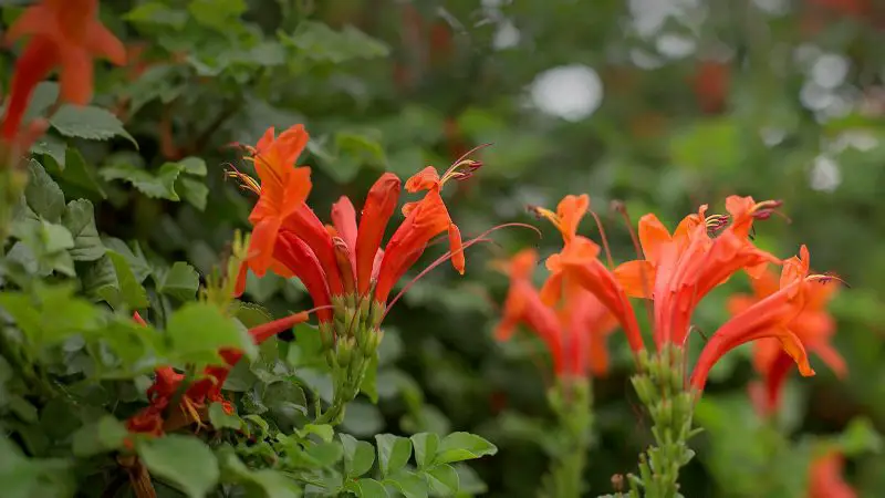 Flowering Shrubs That Bloom All Summer