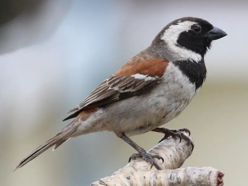 Types of Sparrows