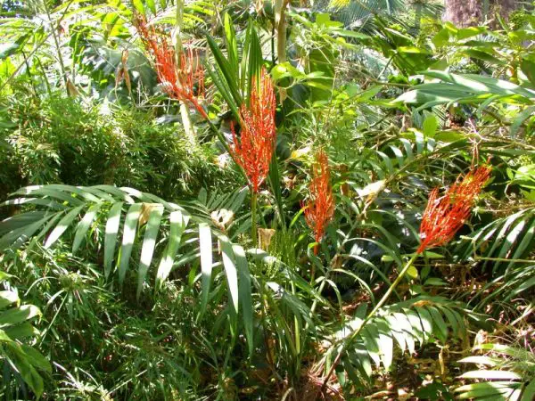 Types of Palm Trees in Florida