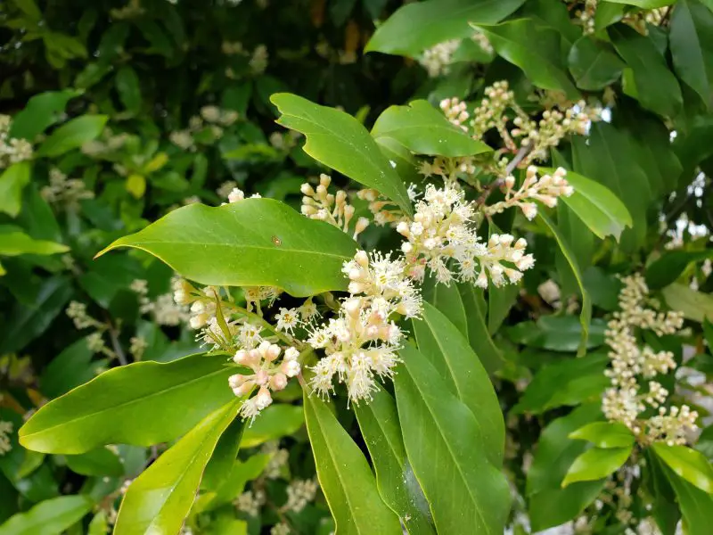 Types of Evergreen Trees
