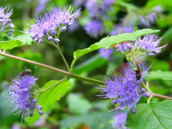 Flowering Shrubs That Bloom All Summer