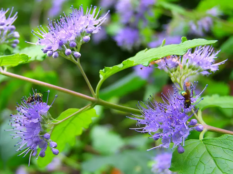 Flowering Shrubs That Bloom All Summer
