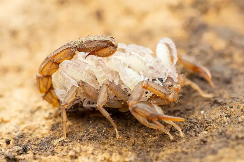 Types of Scorpions in Arizona