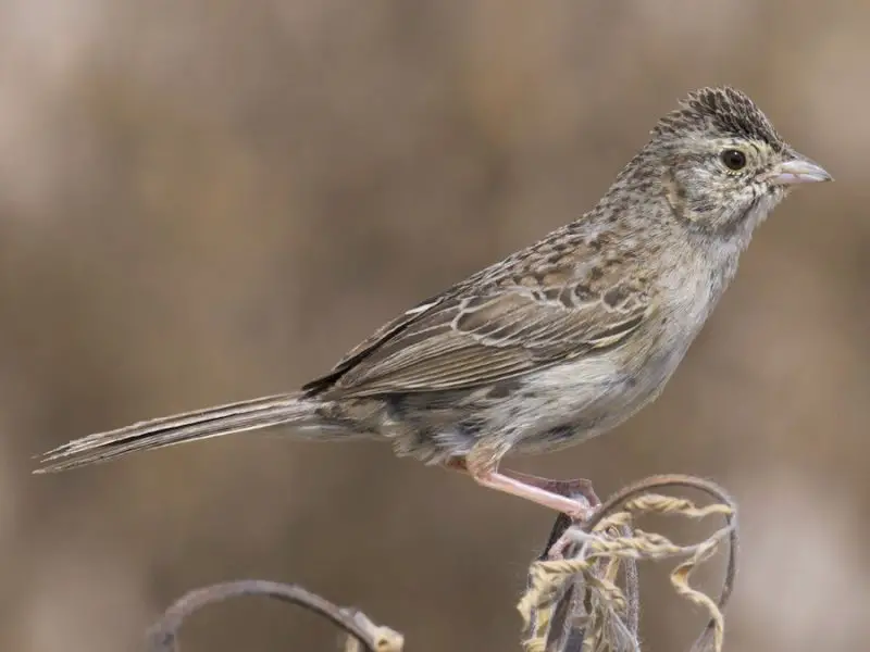 Types of Sparrows