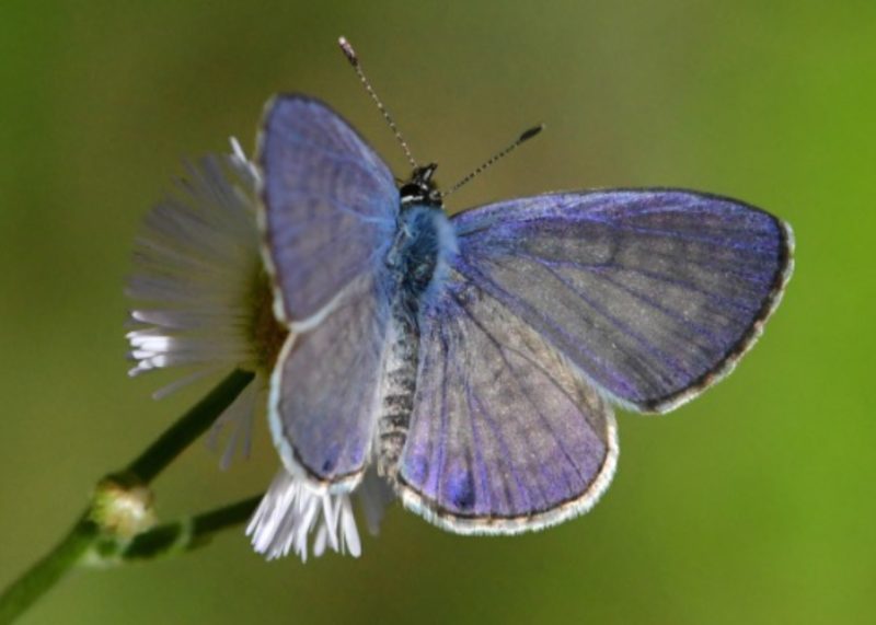 types of butterflies in Florida