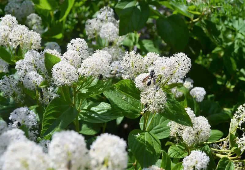 Small Evergreen Shrubs