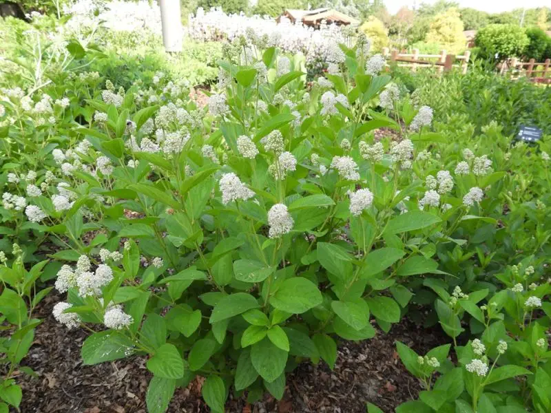 Shrubs with White Flowers