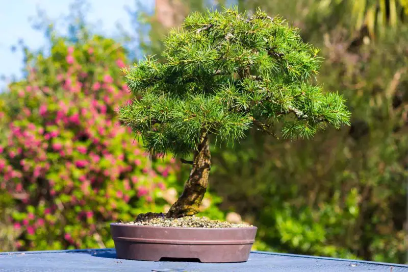 Types of Bonsai Trees