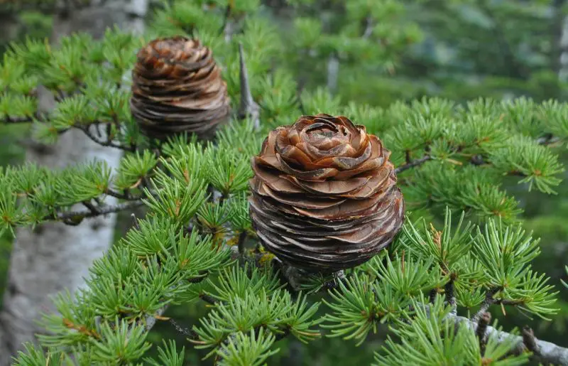 Types of Evergreen Trees