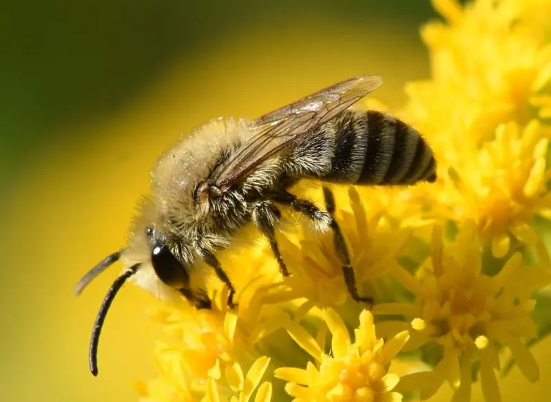 Types of Bees in Arizona