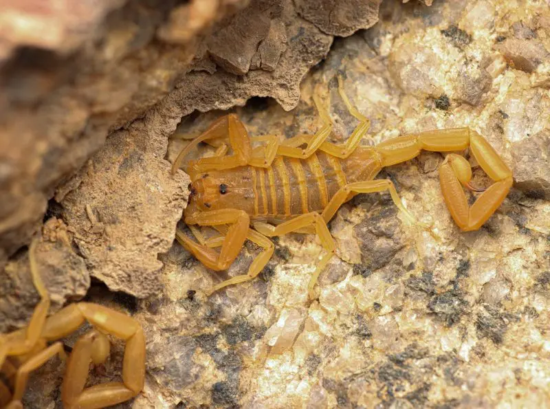 Scorpions in Texas