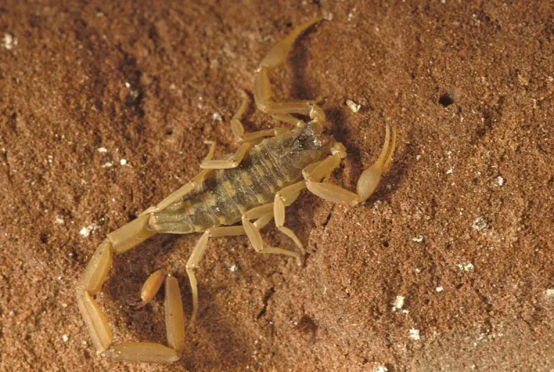 Scorpions in Texas