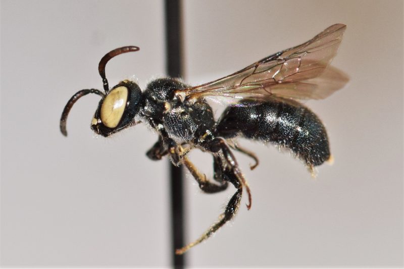 Types of Bees in Arizona