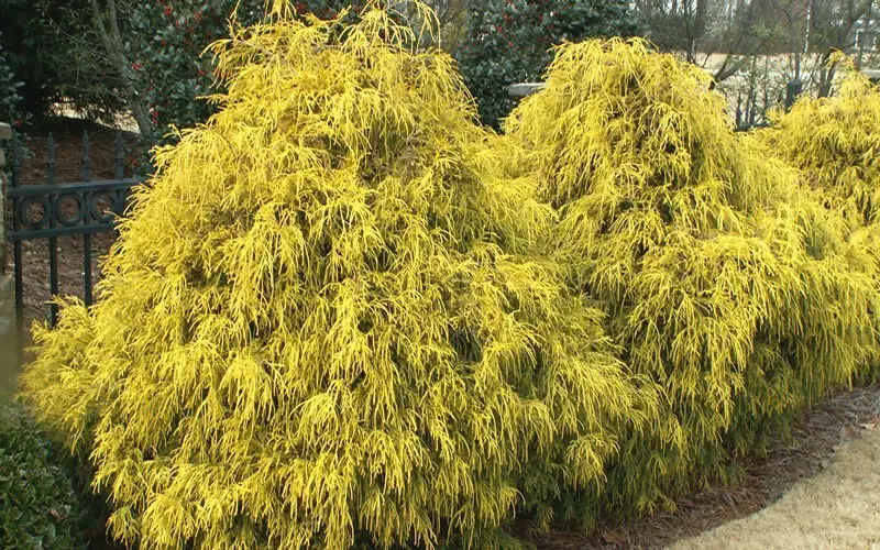 Small Evergreen Shrubs
