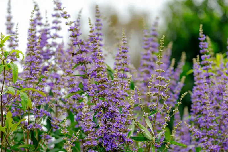 Flowering Shrubs That Bloom All Summer