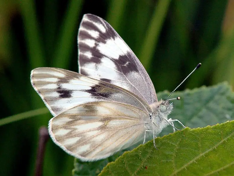 types of butterflies in Florida