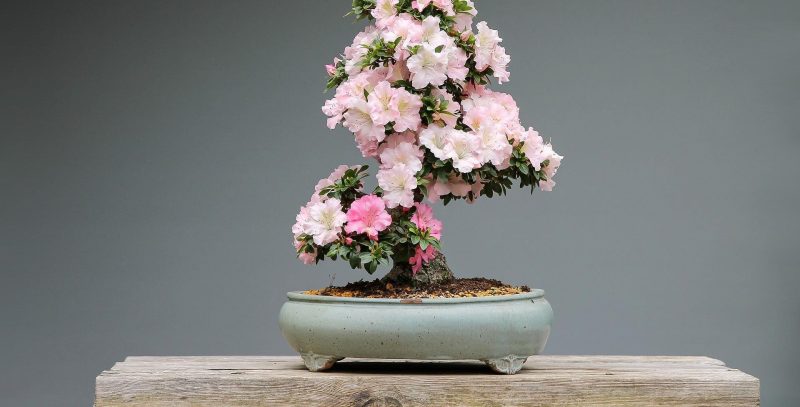 Types of Bonsai Trees