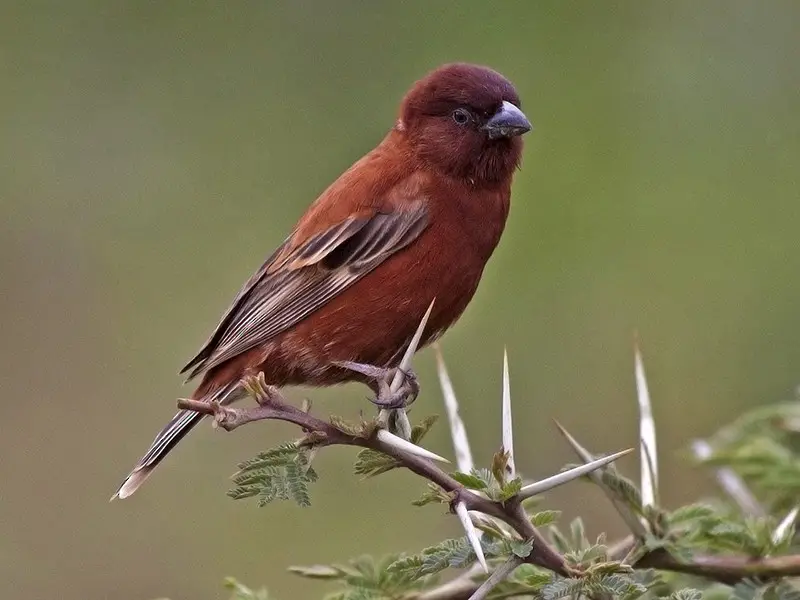 Types of Sparrows