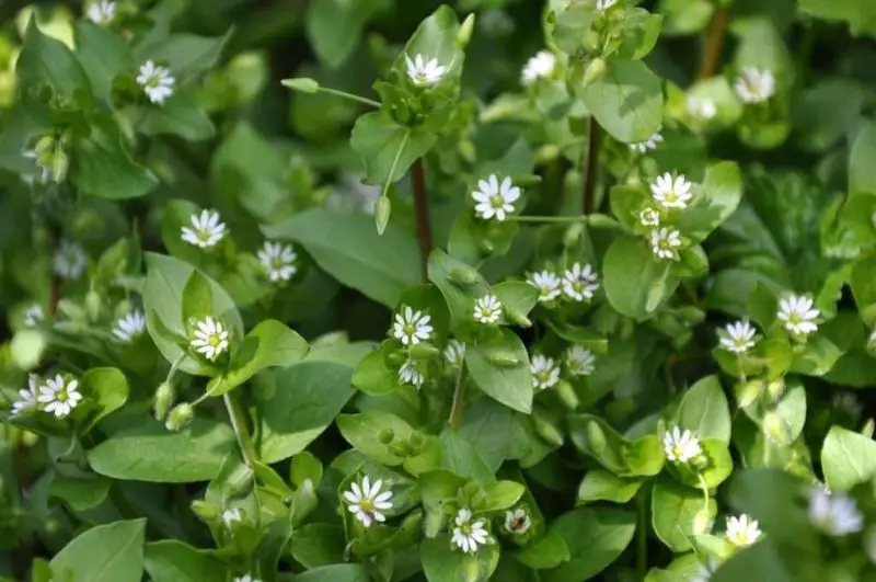 Weeds with White Flowers