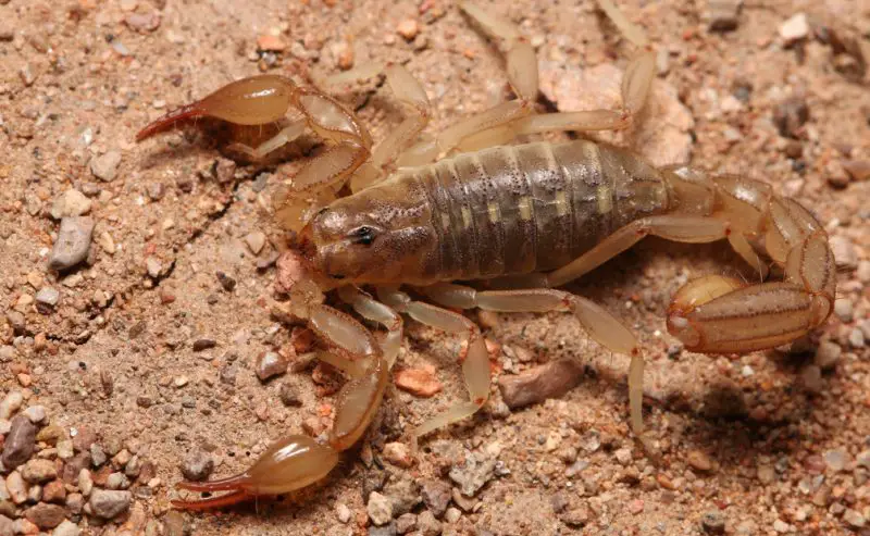 Scorpions in Texas
