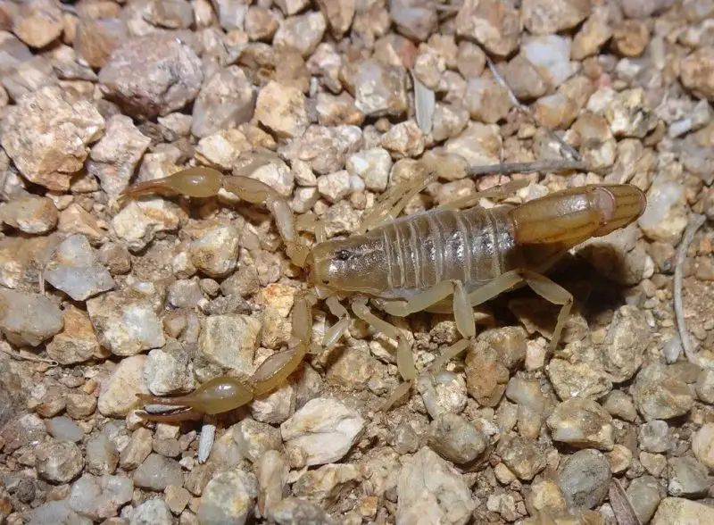 Scorpions in Texas