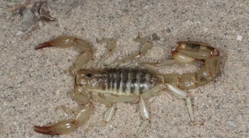 Scorpions in Texas