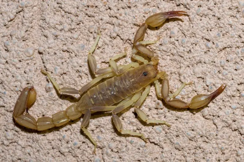 Scorpions in Texas
