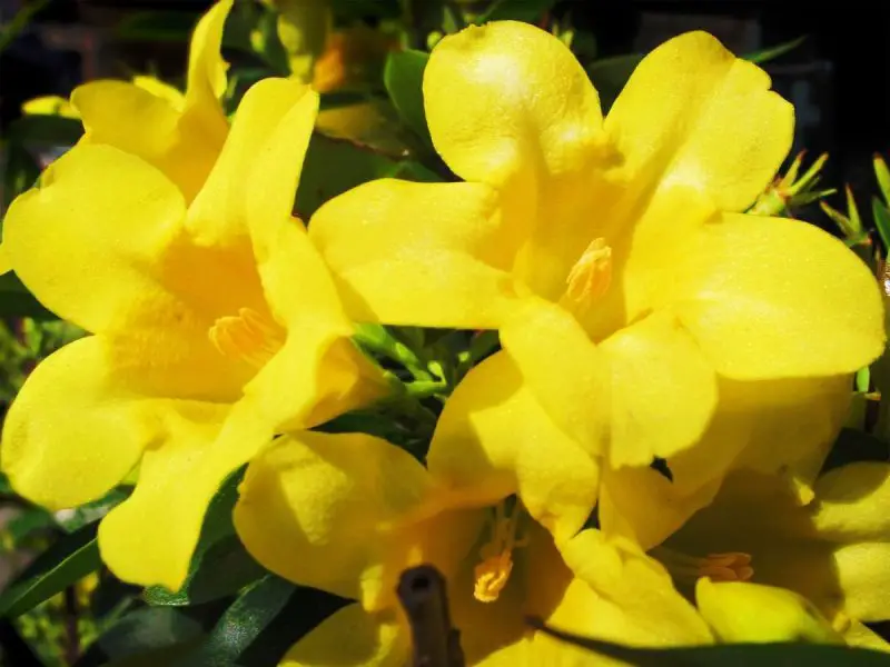 shrubs with yellow flowers