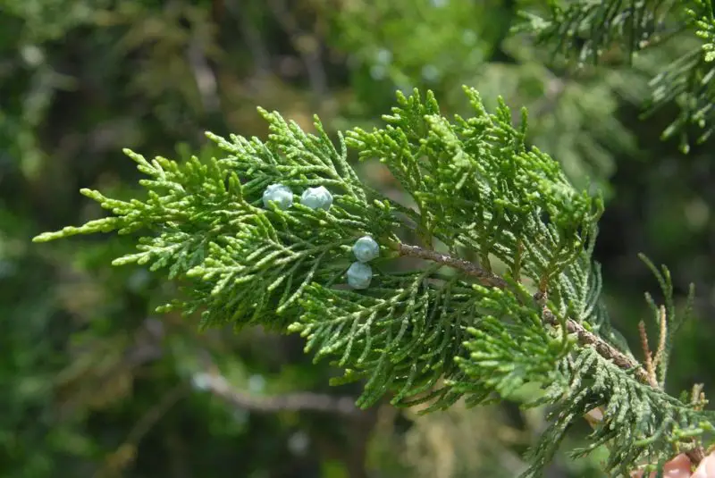Types of Evergreen Trees