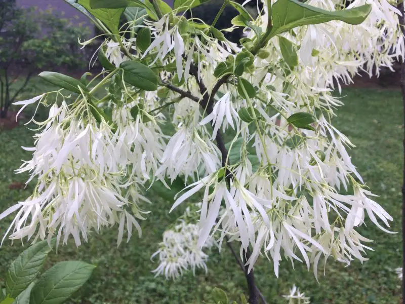 Shrubs with White Flowers