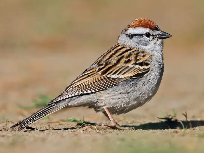 Types of Sparrows