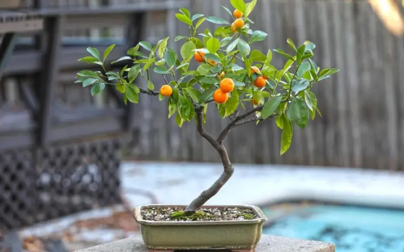 Types of Bonsai Trees