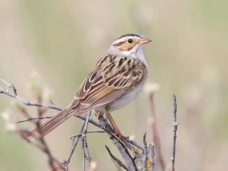 Types of Sparrows